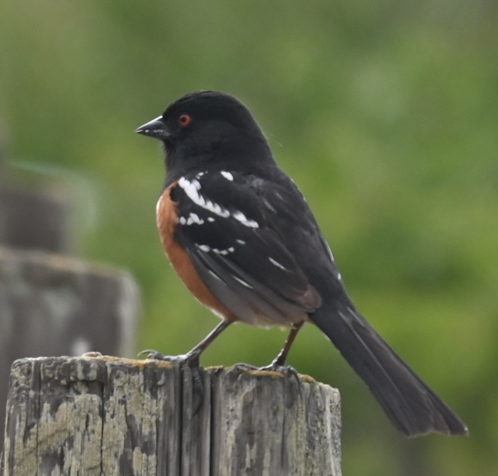 Spotted Towhee - ML618864414