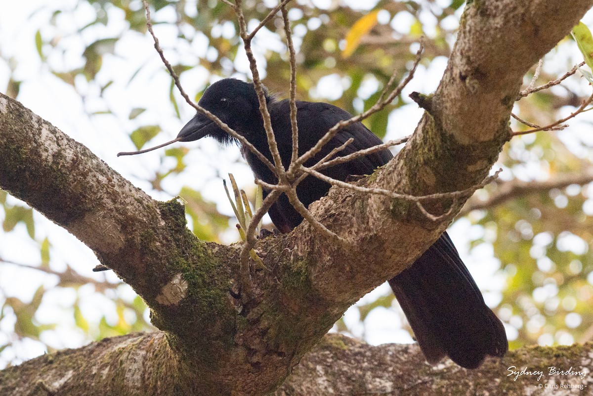 New Caledonian Crow - Chris Rehberg  | Sydney Birding
