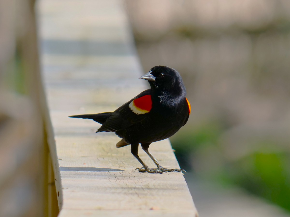 Red-winged Blackbird - ML618864468