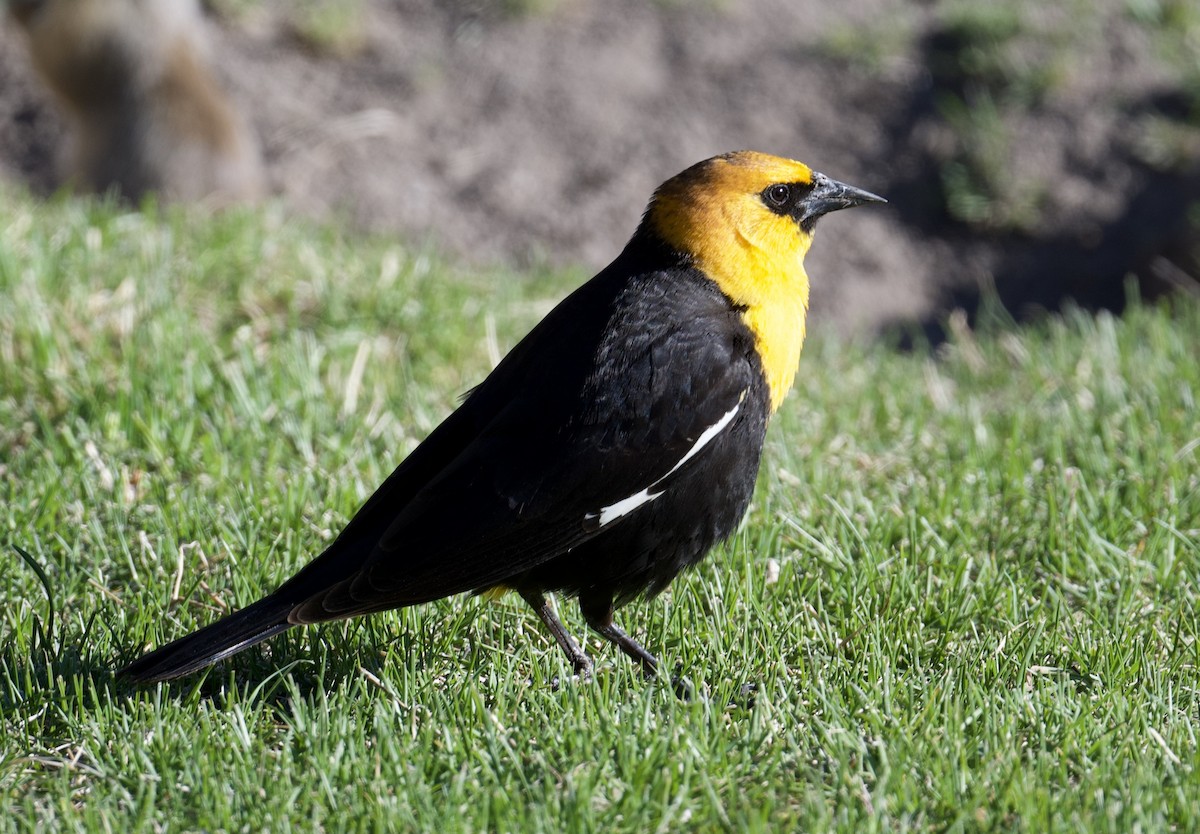 Yellow-headed Blackbird - Tim Johnson