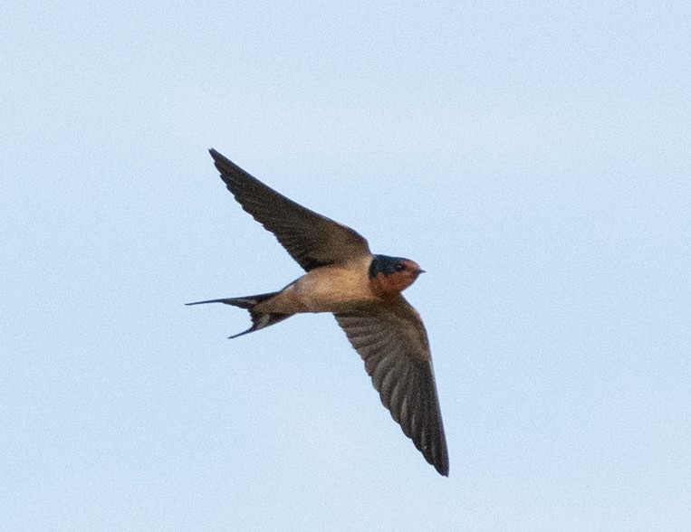 Barn Swallow - Tu Wren