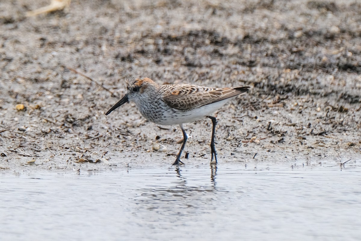 Western Sandpiper - James Smithers