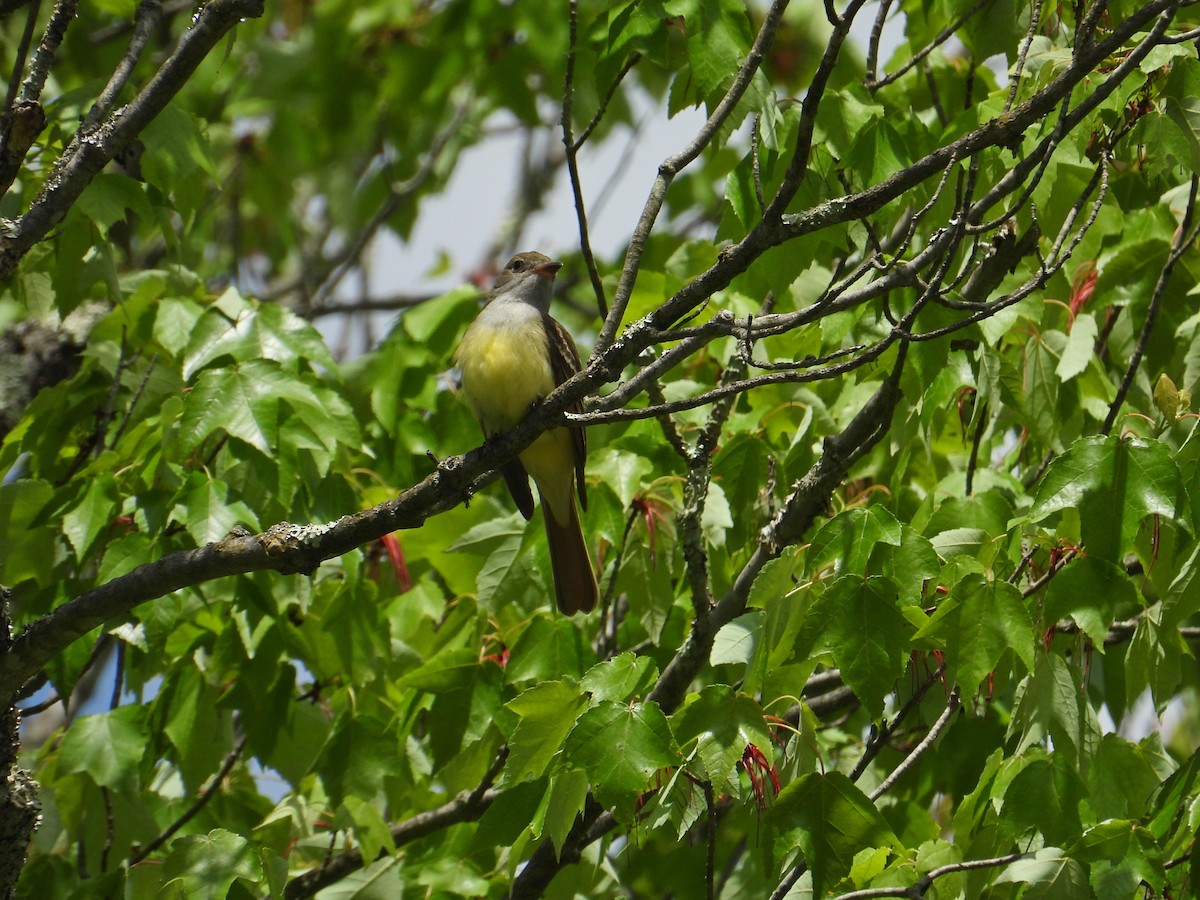 Great Crested Flycatcher - ML618864712