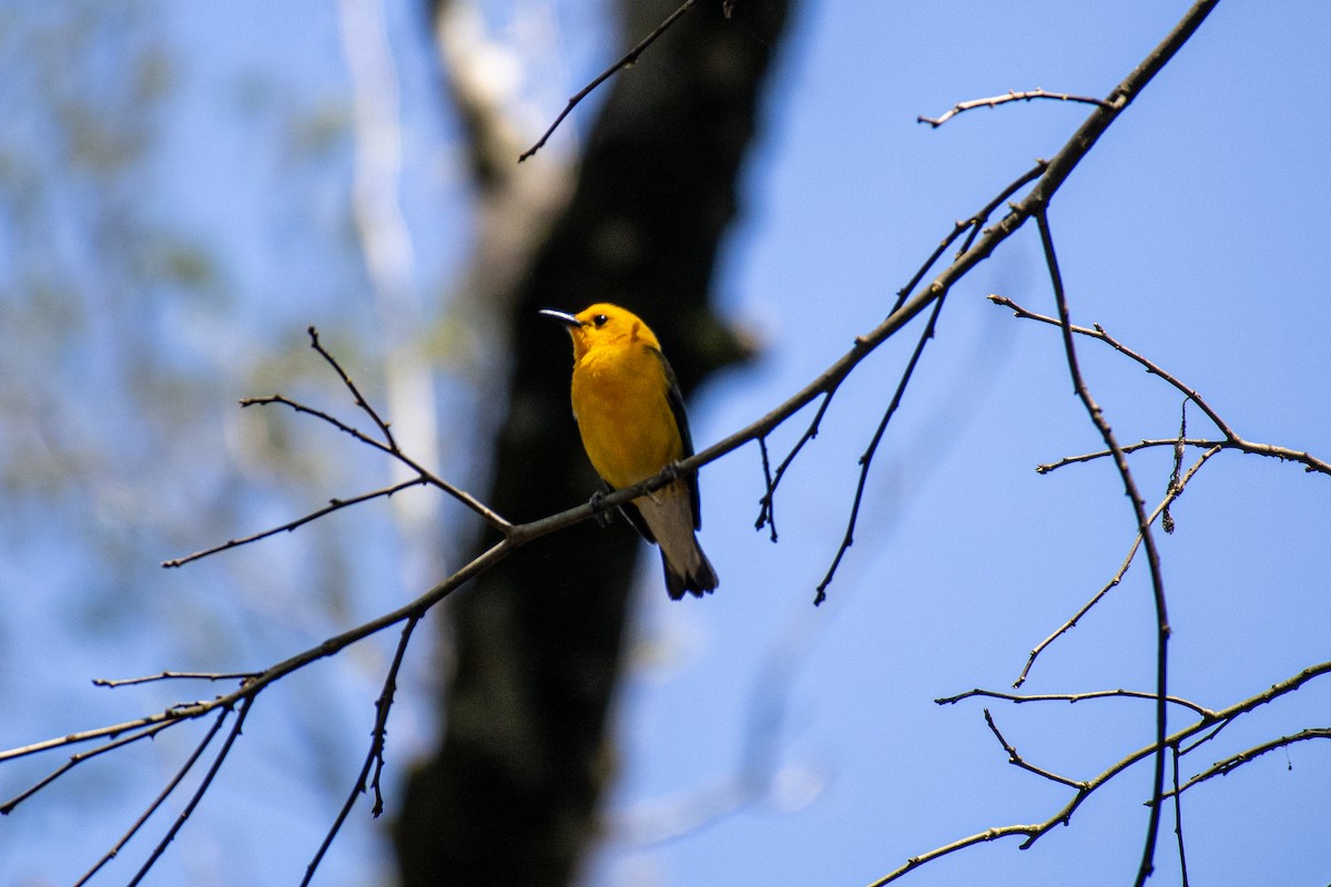 Prothonotary Warbler - ML618864728