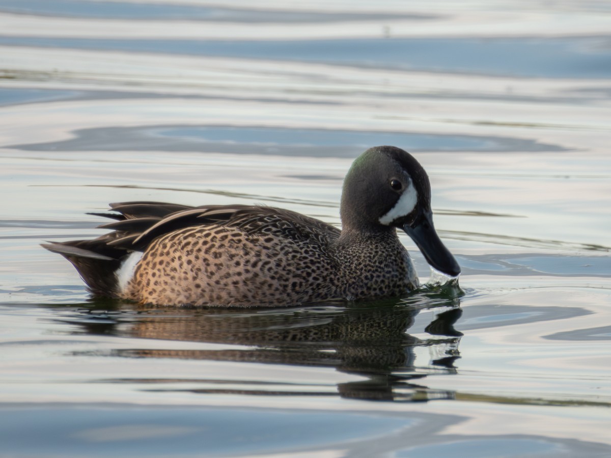 Blue-winged Teal - ML618864732