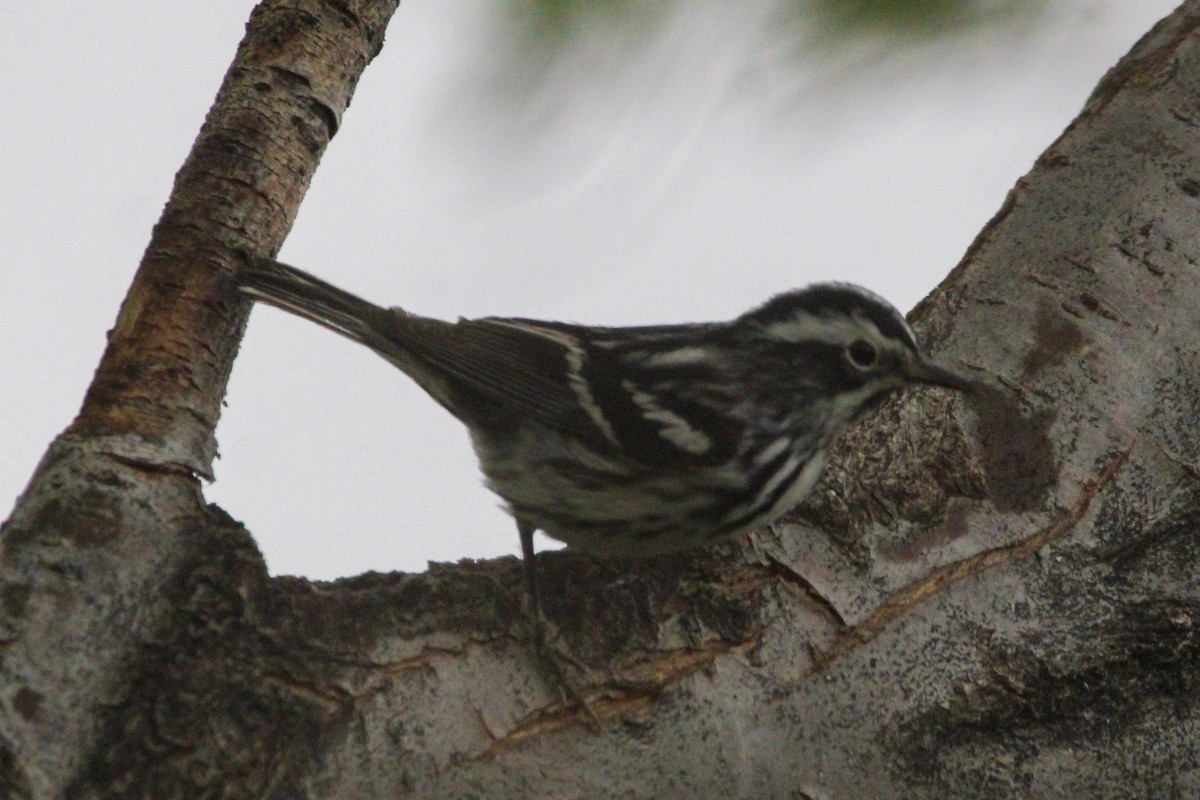 Black-and-white Warbler - ML618864733