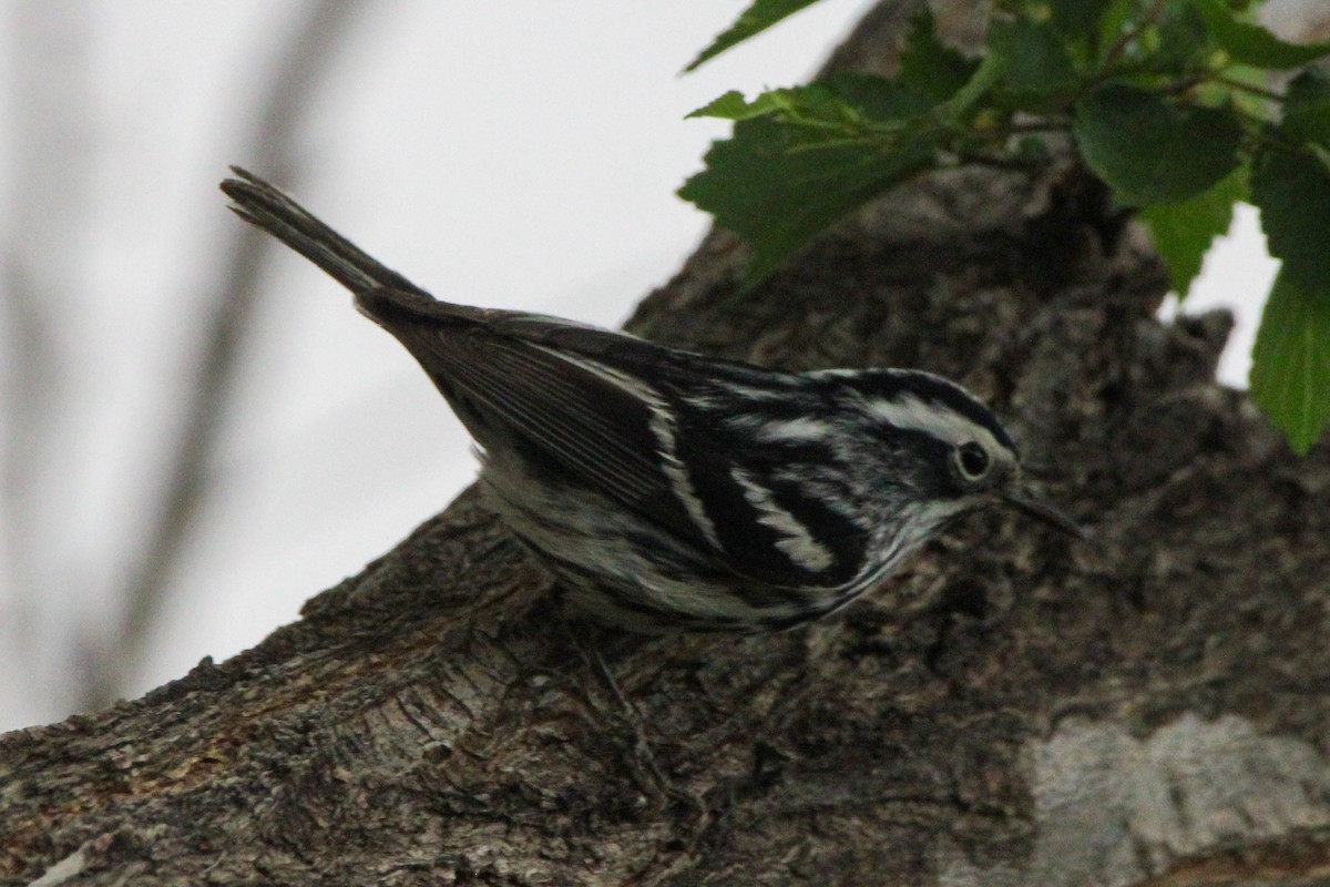 Black-and-white Warbler - ML618864734