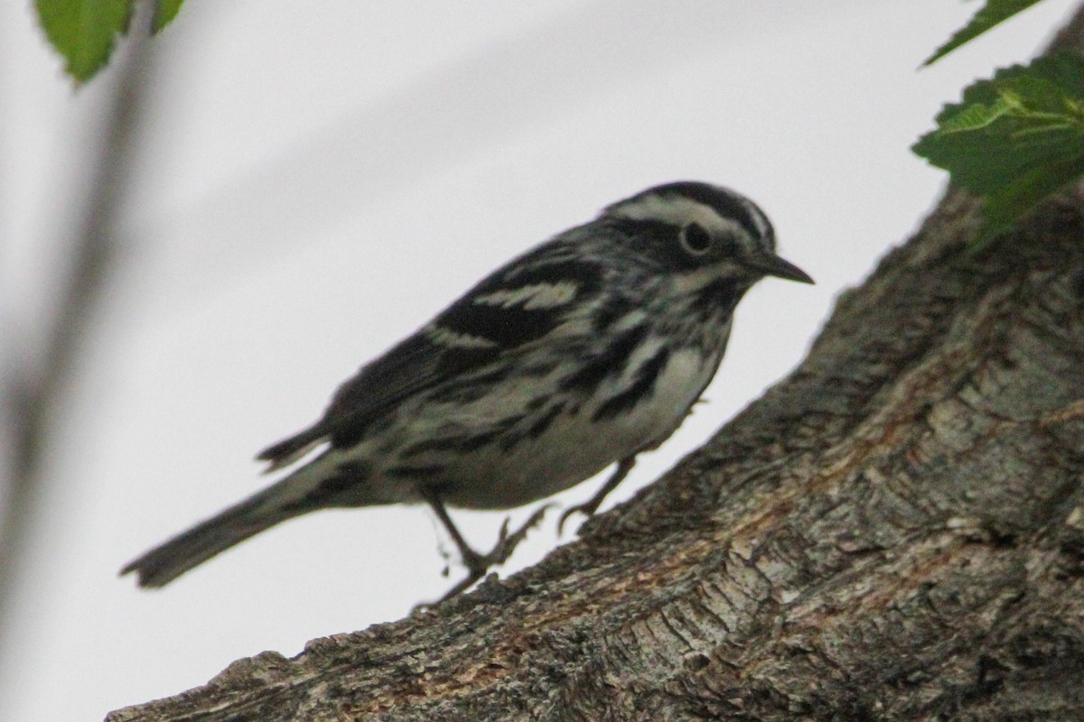 Black-and-white Warbler - ML618864735