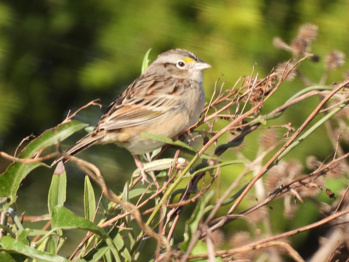 Grassland Sparrow - EDISON MATTEI
