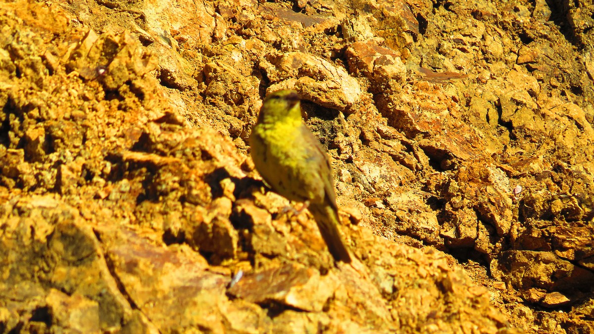 Greenish Yellow-Finch - ML618864831