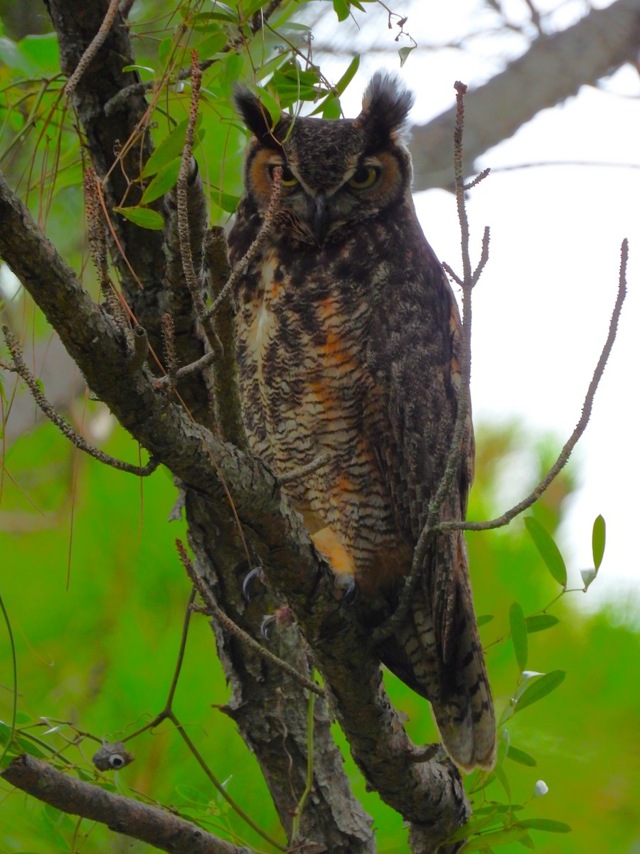 Great Horned Owl - Eric Haskell