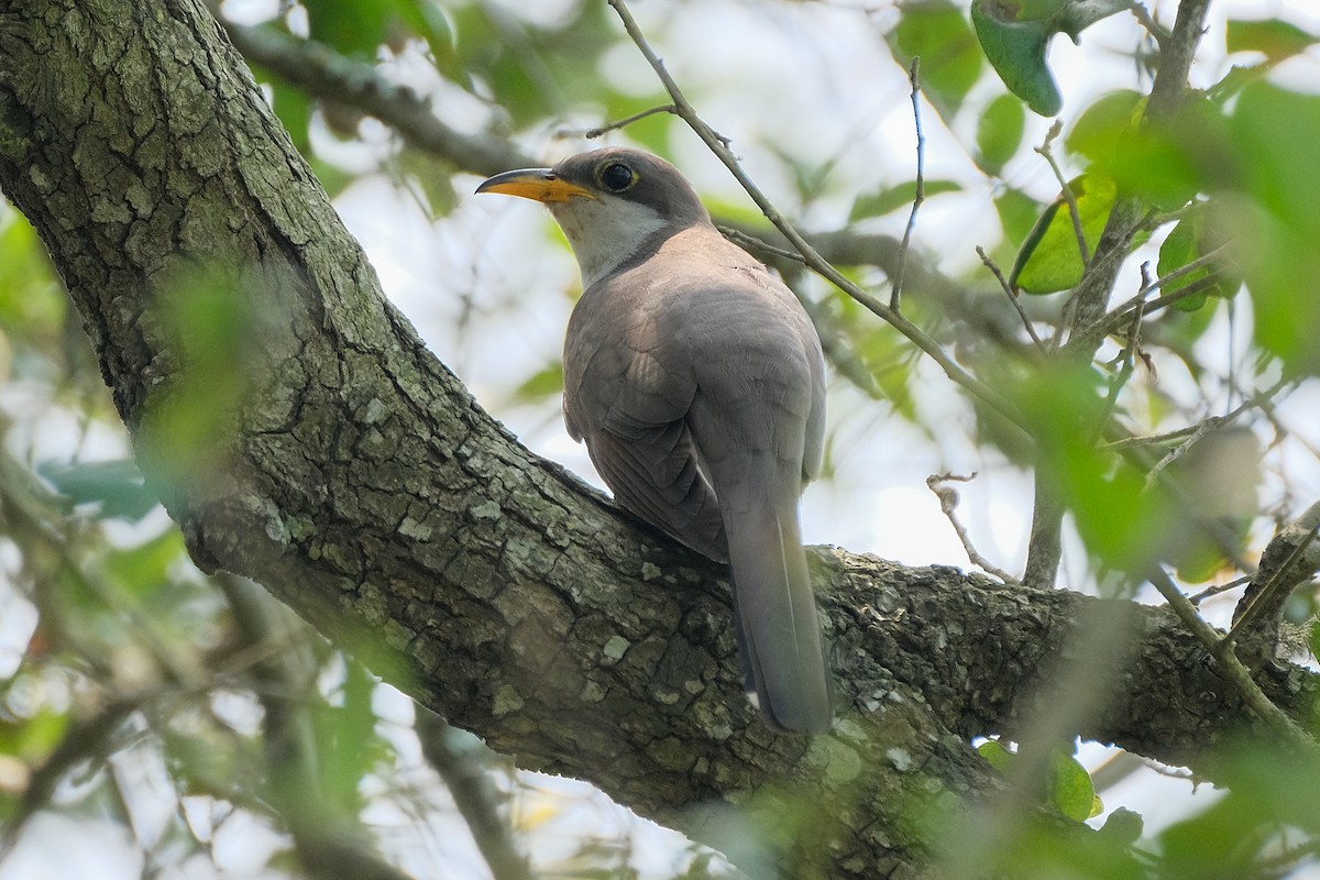 Yellow-billed Cuckoo - James Smithers
