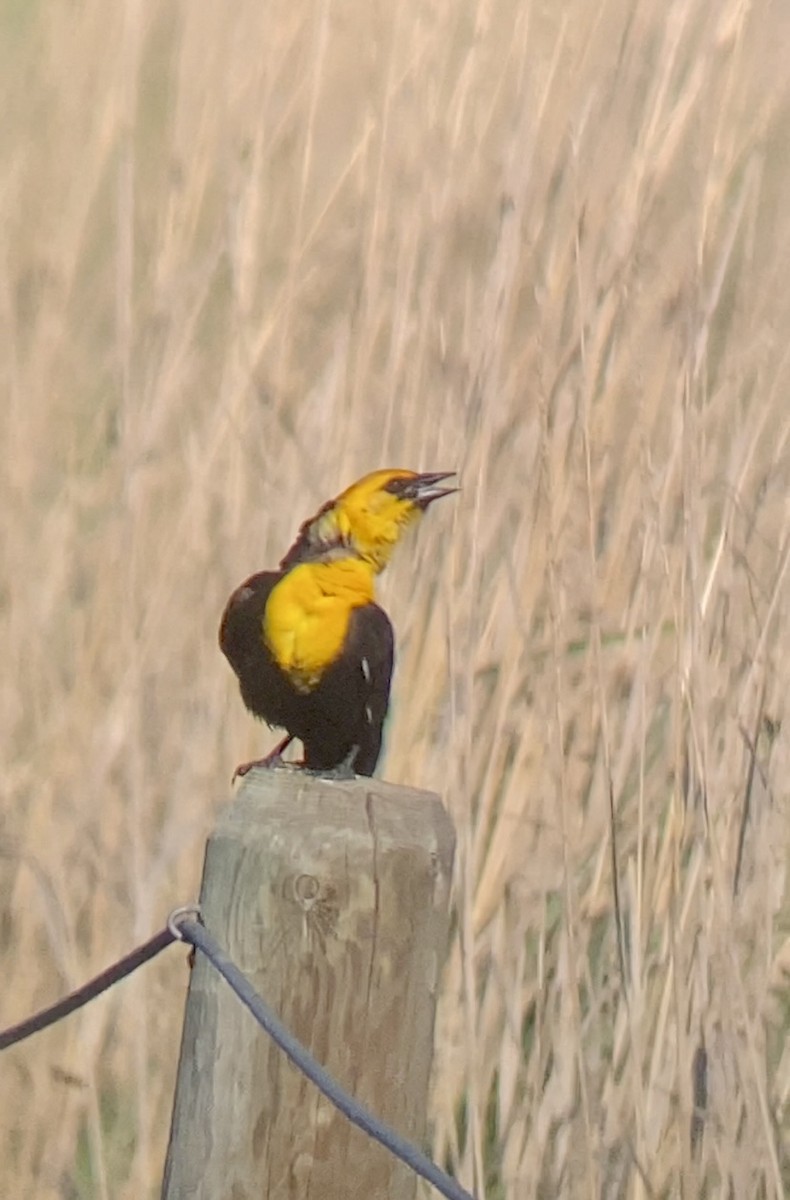 Yellow-headed Blackbird - Jonathan Reimer-Berg