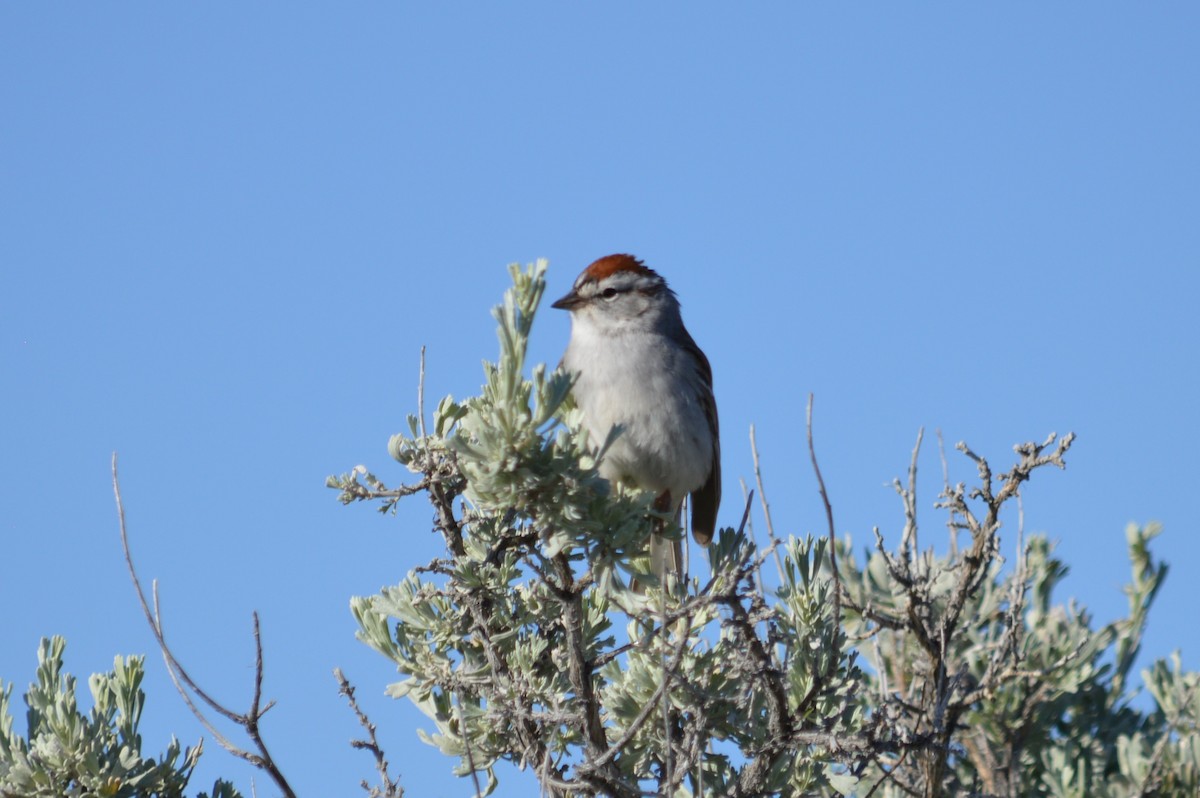 Chipping Sparrow - ML618864934