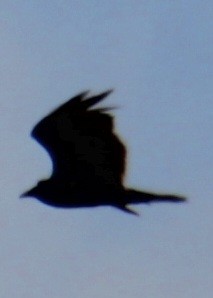 Turkey Vulture (Northern) - ML618864971