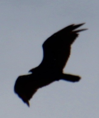 Turkey Vulture (Northern) - ML618864972