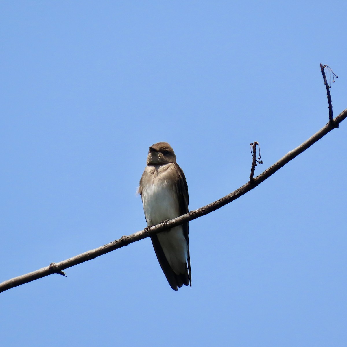 Northern Rough-winged Swallow - Jocelyn K