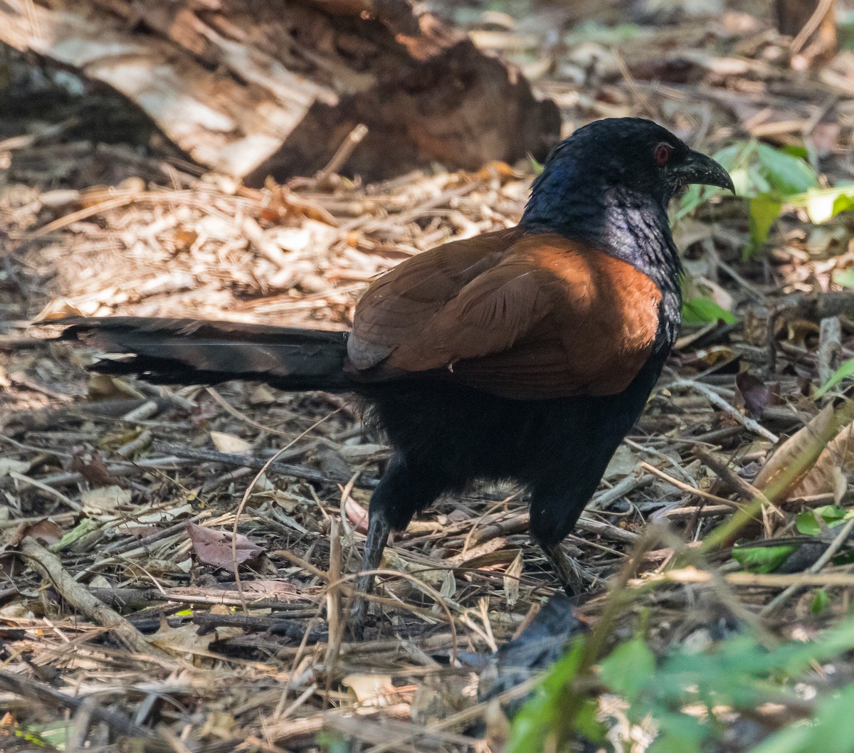 Greater Coucal - John le Rond