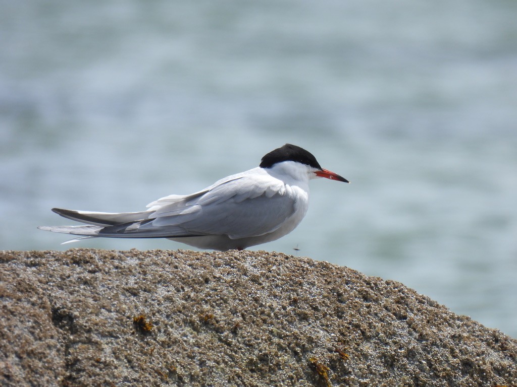 Common Tern - Justin Barrett