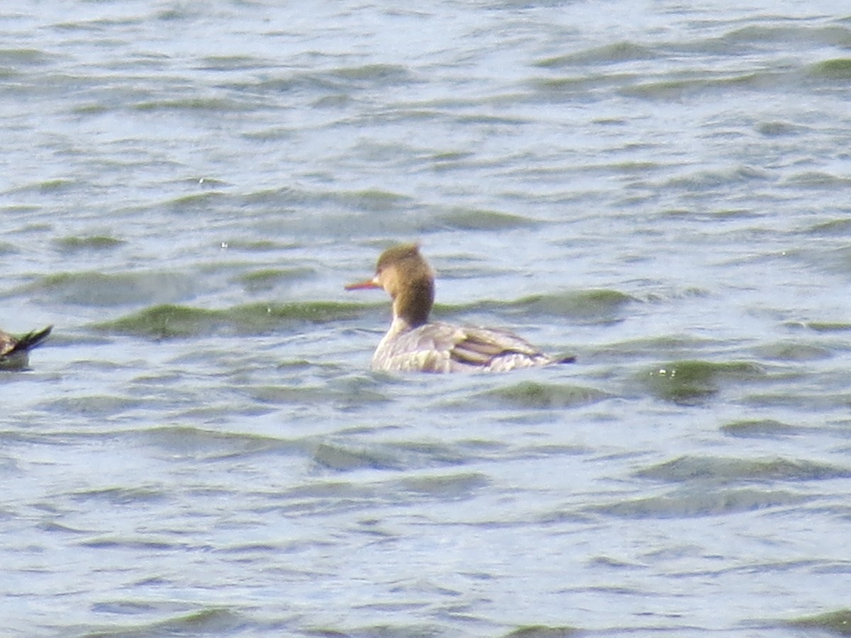 Red-breasted Merganser - Tracie Fitzgerald