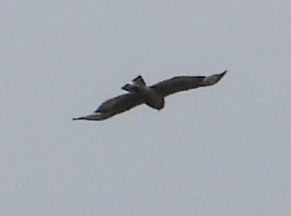 Broad-winged Hawk - ML618864998
