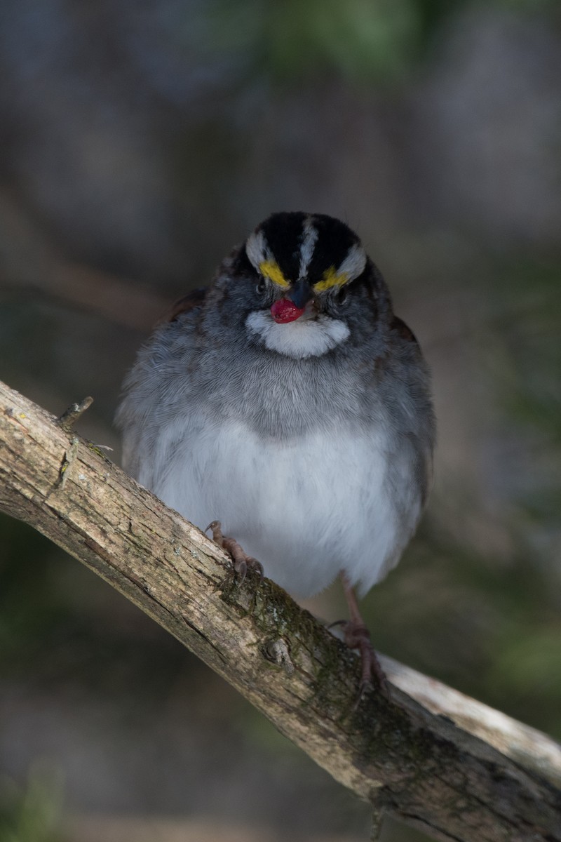 White-throated Sparrow - Joe W