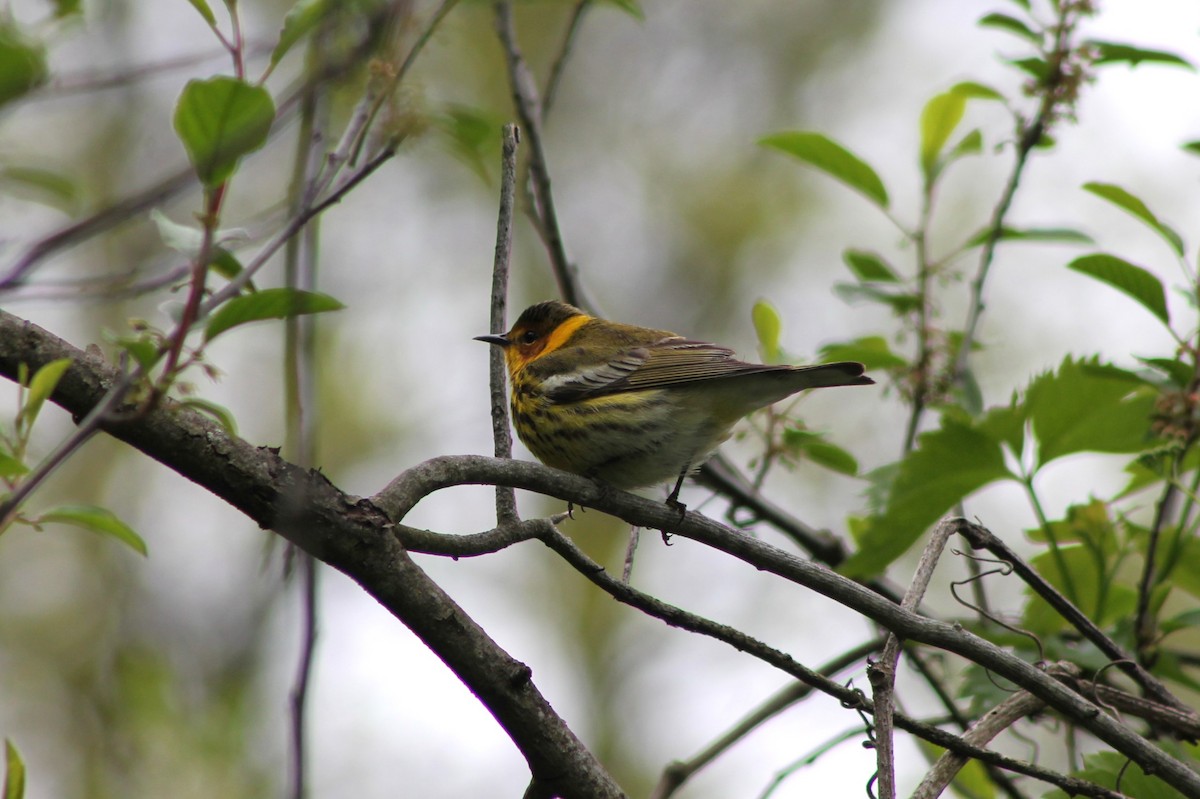 Cape May Warbler - ML618865057