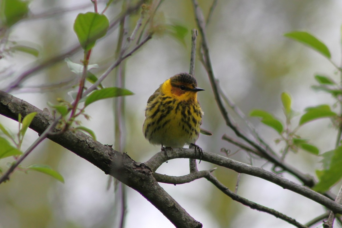 Cape May Warbler - ML618865069