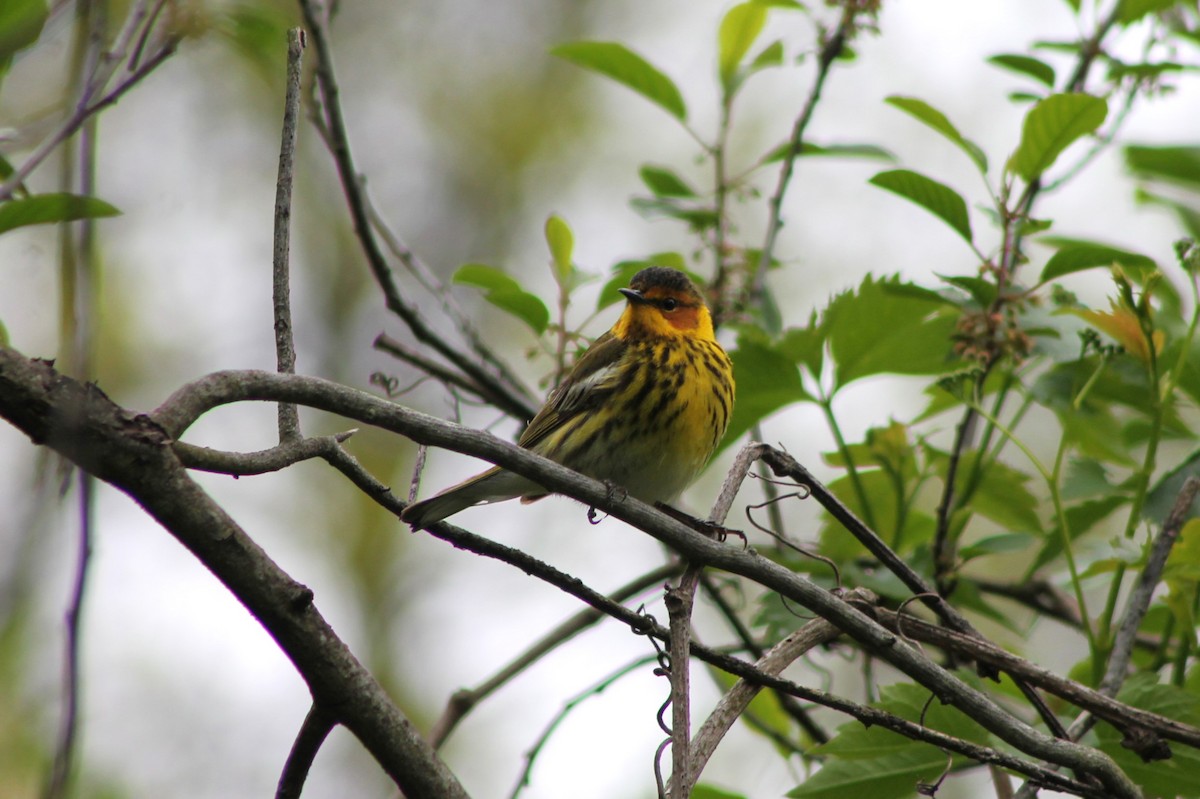 Cape May Warbler - ML618865078