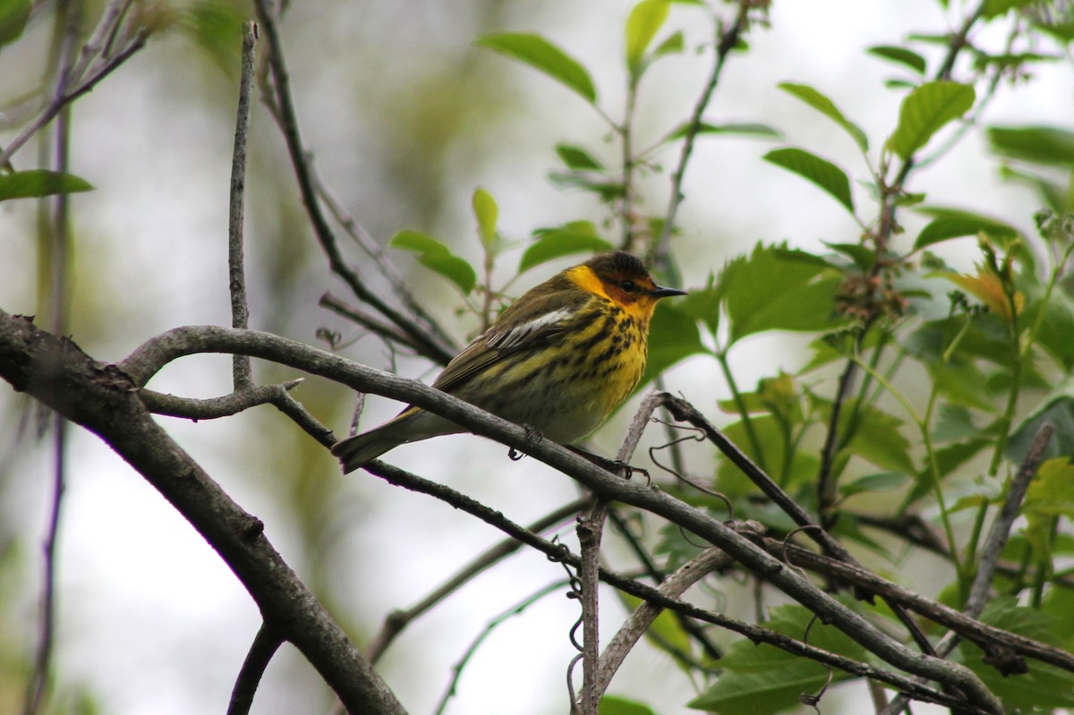 Cape May Warbler - ML618865086