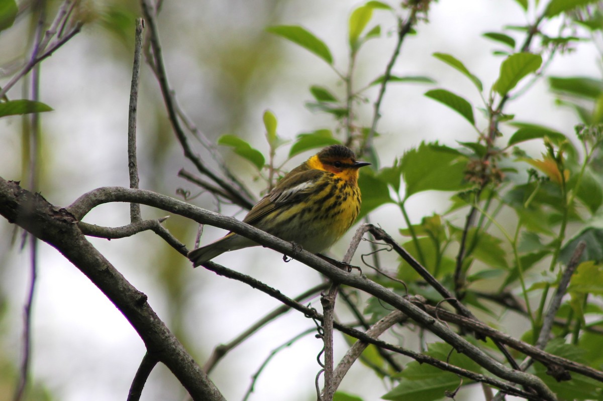 Cape May Warbler - ML618865087