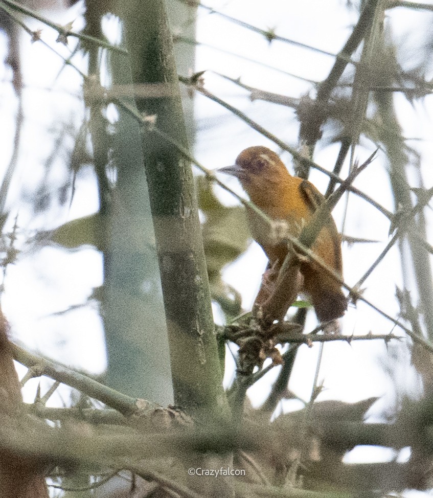 White-browed Piculet - ML618865092