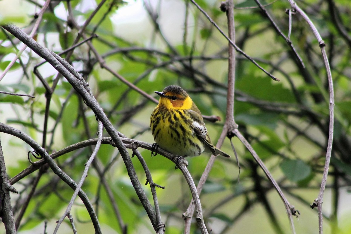 Cape May Warbler - ML618865103