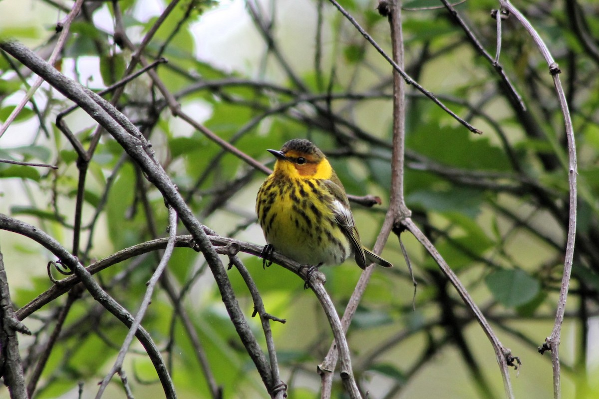 Cape May Warbler - ML618865104