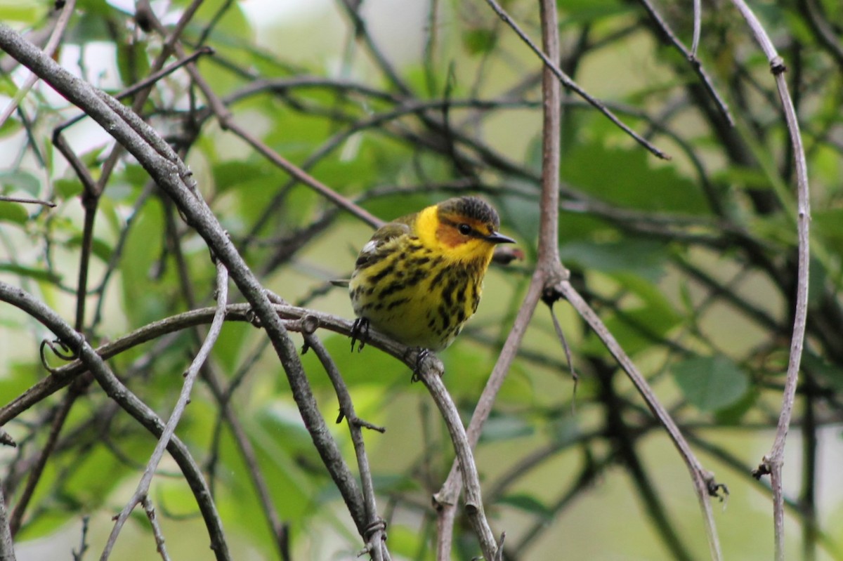 Cape May Warbler - ML618865117