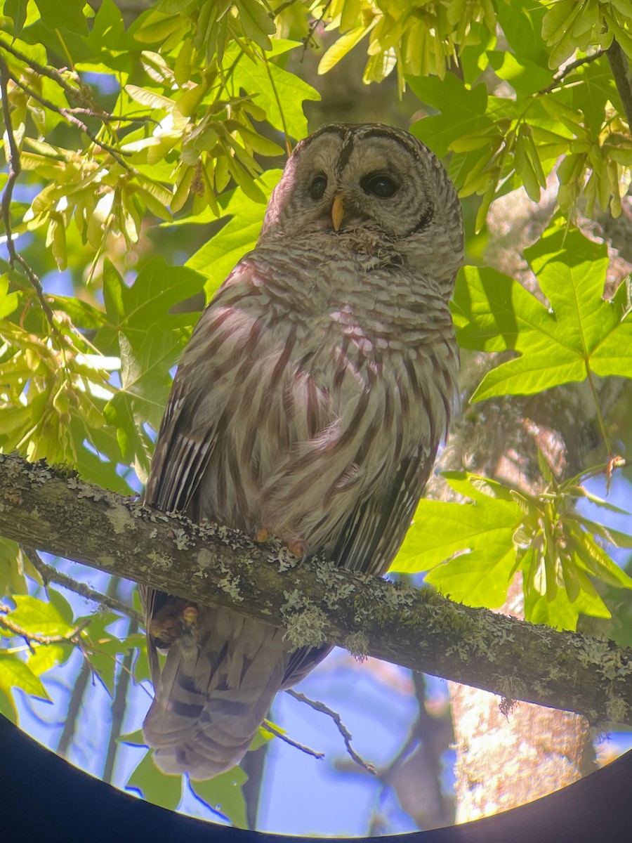 Barred Owl - ML618865147
