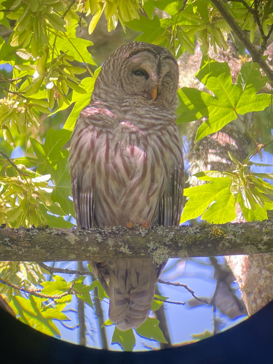 Barred Owl - ML618865149