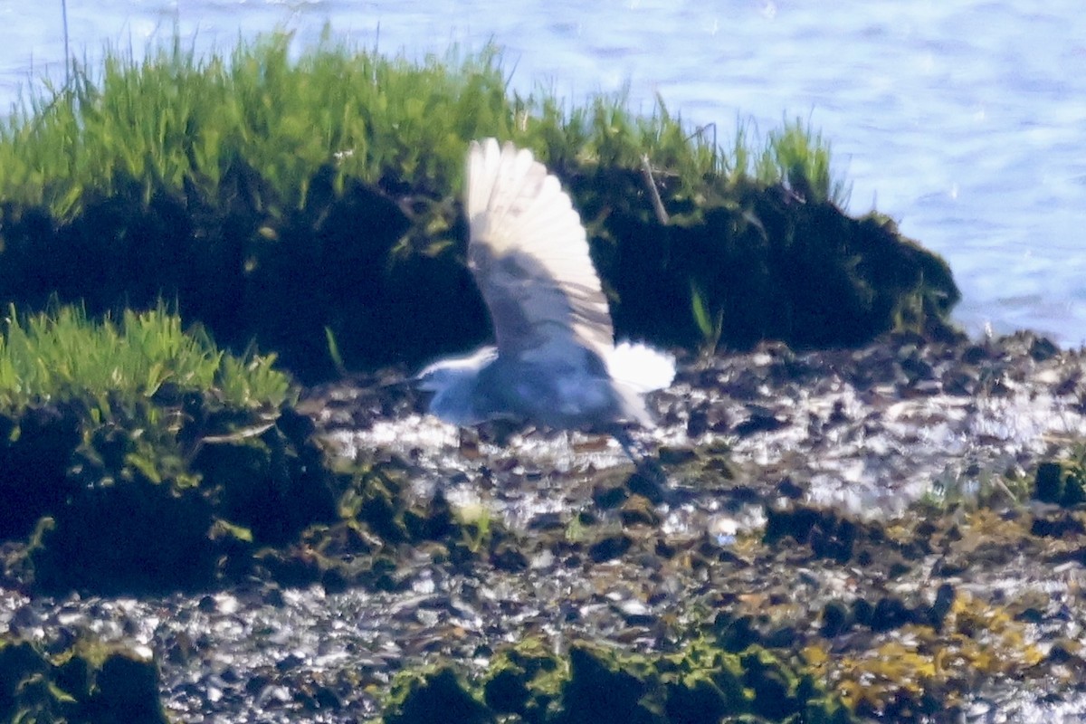 Little Blue Heron x Snowy Egret (hybrid) - ML618865197
