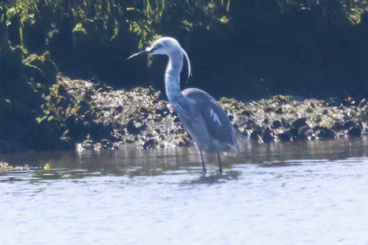 Little Blue Heron x Snowy Egret (hybrid) - ML618865199