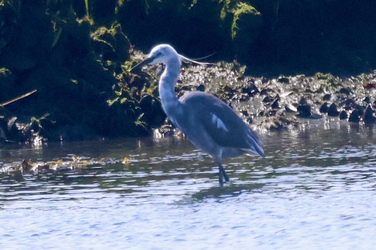 Little Blue Heron x Snowy Egret (hybrid) - ML618865200