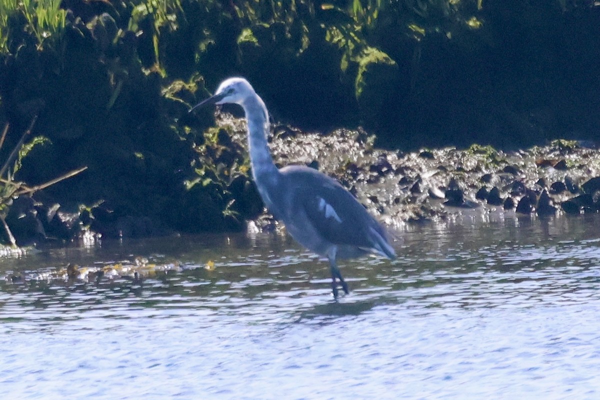 Little Blue Heron x Snowy Egret (hybrid) - ML618865201