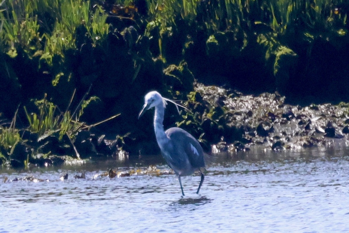 Little Blue Heron x Snowy Egret (hybrid) - ML618865203
