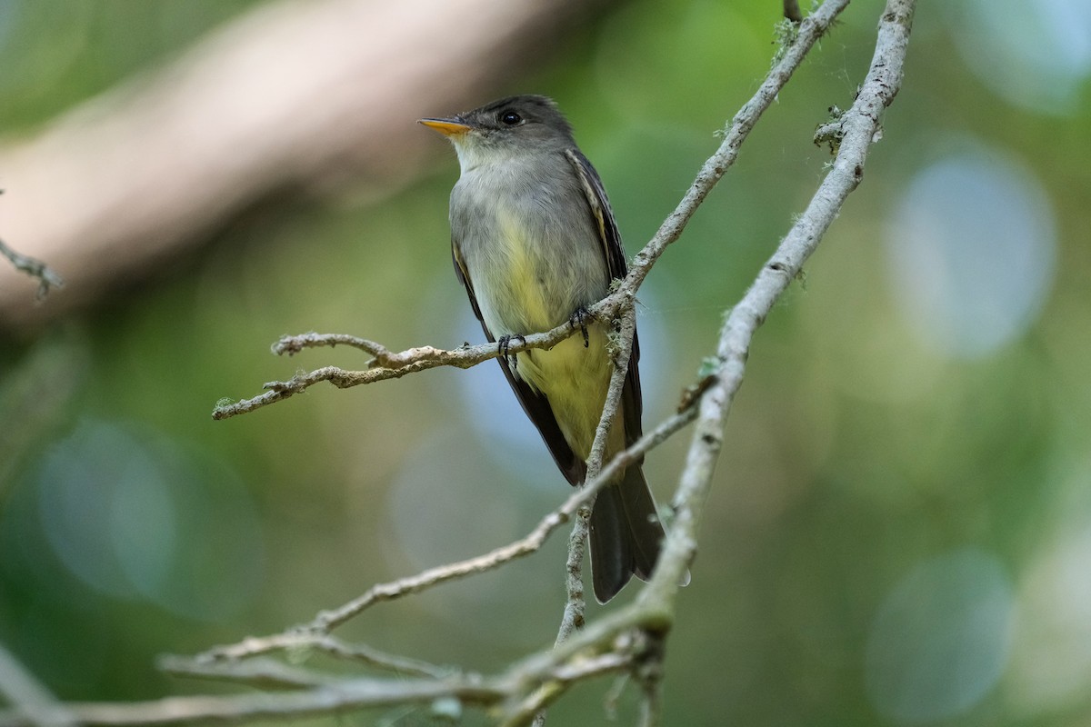 Eastern Wood-Pewee - James Smithers