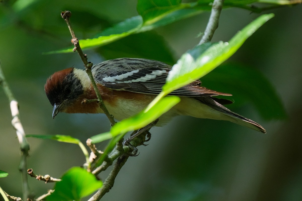 Bay-breasted Warbler - ML618865250