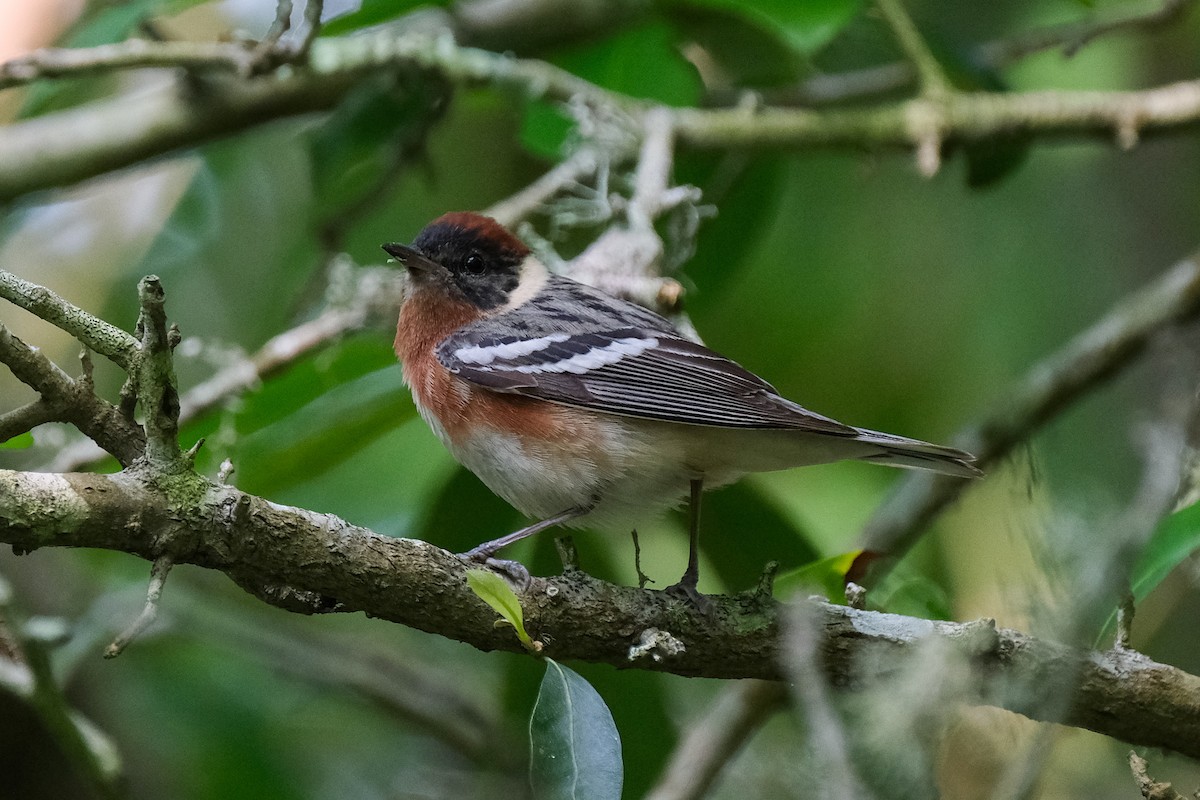 Bay-breasted Warbler - ML618865251