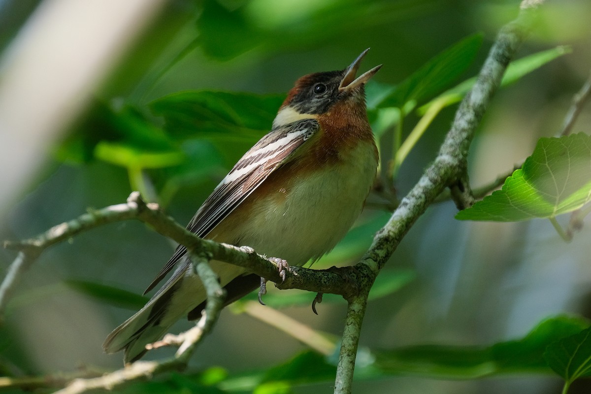 Bay-breasted Warbler - ML618865253