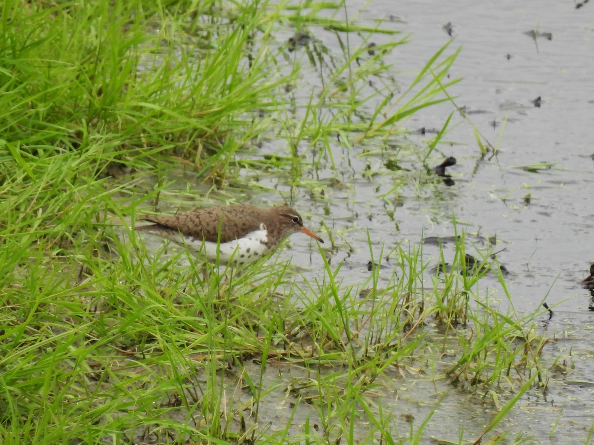 Spotted Sandpiper - Kimberly Berry