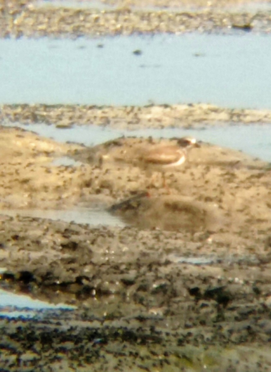 Semipalmated Plover - ML618865265