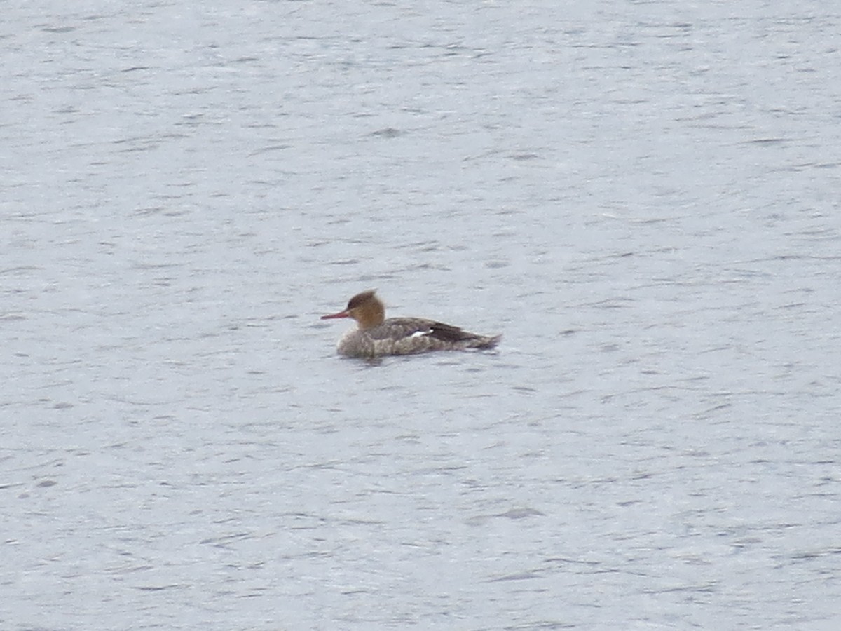 Red-breasted Merganser - Tracie Fitzgerald