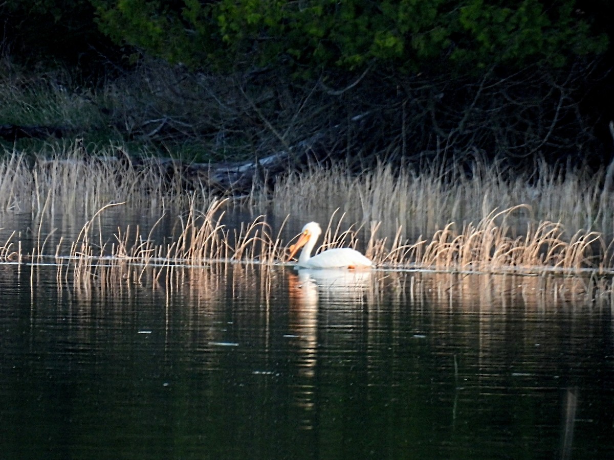 American White Pelican - Melody Walsh